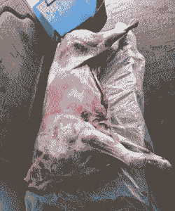 内蒙古山羊交易行情