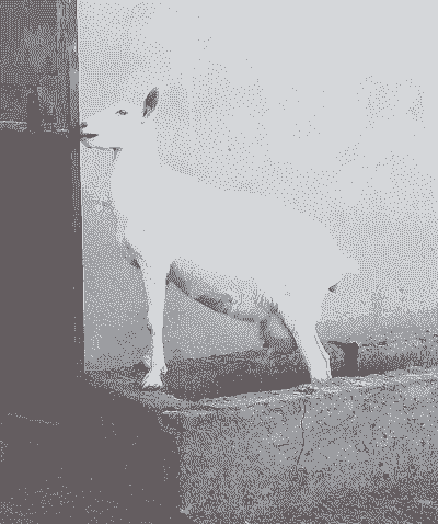 奶山羊头胎单羔多吗