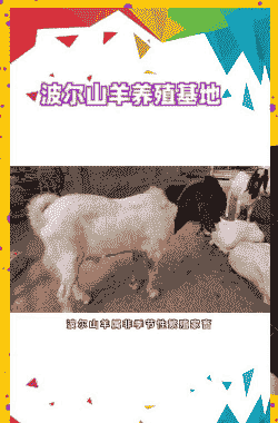 波尔山羊繁殖力与产羔率