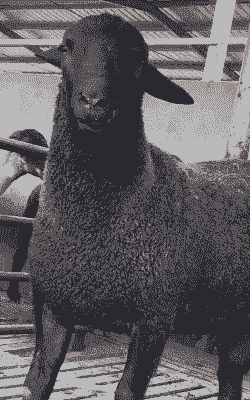 乌骨山羊是一个品种吗