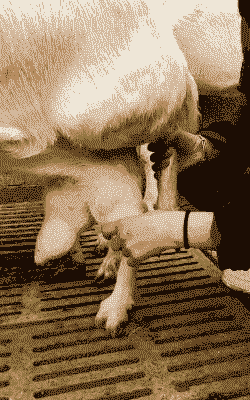 奶山羊头胎奶包跟碗大小