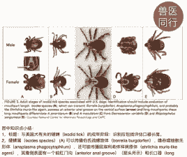 一起山羊硬蜱病的诊治