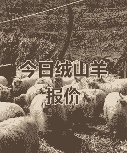 长毛绒山羊多少一斤