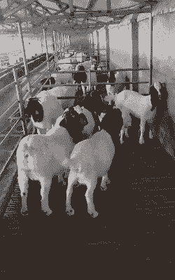 四川正宗波尔山羊养殖场