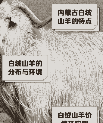 成年白绒山羊一般多少斤