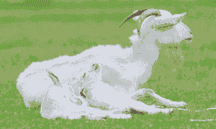 山羊和绵羊的饲料一样吗