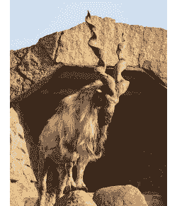 带角奶山羊坑病力强吗