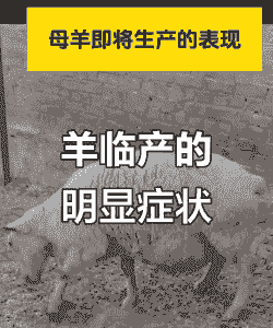 山羊临产前一天症状