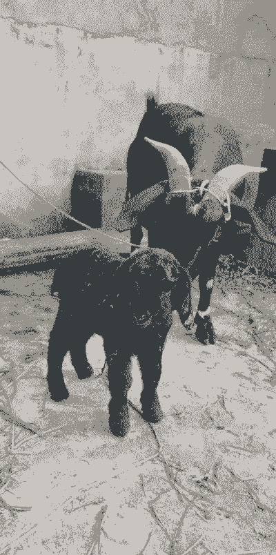 山羊多长时间下一窝