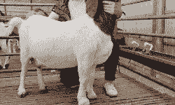 山羊的出肉率大概是多少