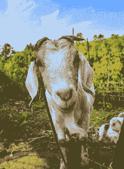 一直山羊一般多少斤