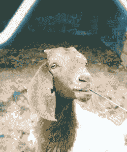 波尔山羊一窝能下几个羔