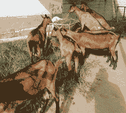 红鹿奶山羊一年下几窝