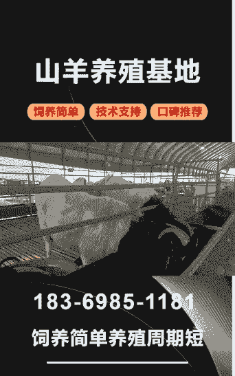 昭通山羊价卖多少一斤