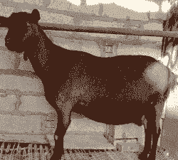 嘉祥县忠义养殖场奶山羊