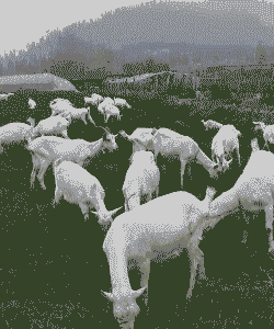 陕西关中奶山羊专业合作社