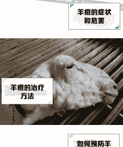 山羊用青霉素水肿怎么办