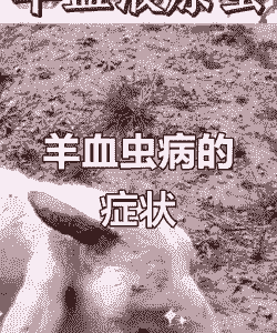 山羊常见寄生虫病症状