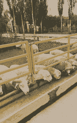 山羊圈养技术科技苑