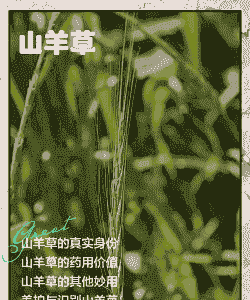 山羊吃啥草是微量元素啊