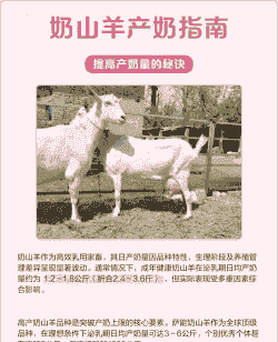 奶山羊一次能产多少奶