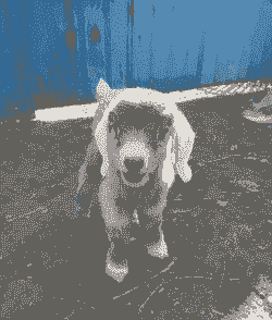 鲁西南山羊什么样的好吃