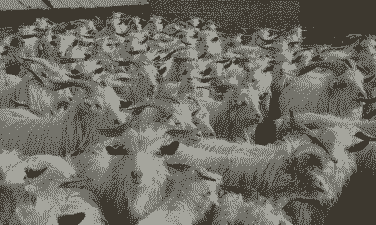 一年两胎的山羊有哪