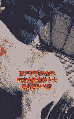 萨能奶山羊奶包什么样好