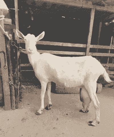 萨能奶山羊一年产几窝