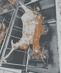 山东省梁山县有烤山羊吗