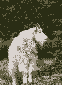 内蒙古二郎山绒山羊