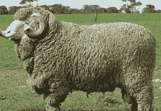 美利奴羊和山羊一样吗