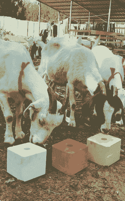 养山羊一定要买盐砖舔吗