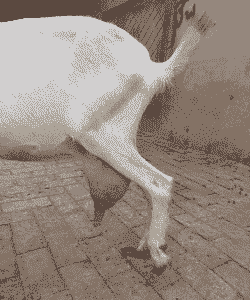 山羊头胎产奶和二胎产奶