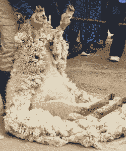 绒山羊剪一次毛就淘汰吗