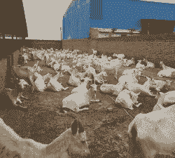 奶山羊一般一胎几羔