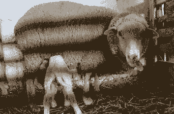 奶山羊一年产几胎一胎