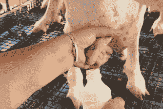 奶山羊一天挤一次奶行吗