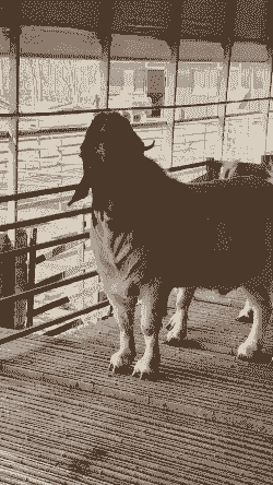 山羊一般能长多大一只