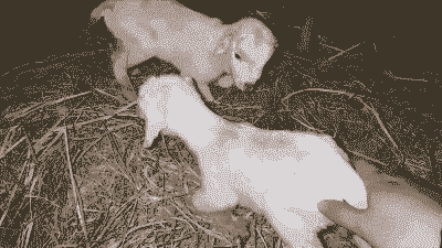 山羊一窝下两只隔多久生