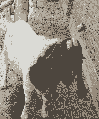 安徽省绩溪县波尔山羊放养大户