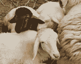 母山羊配上种后有什么不一样