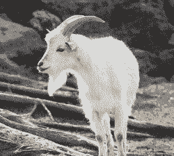 长江三角洲白山羊养殖