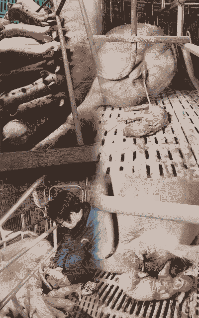 母猪生产后什么时候喂药