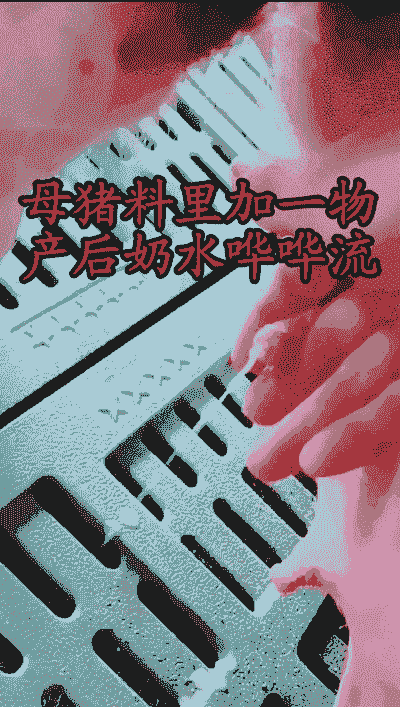 母猪产后喂多少斤奶粉好