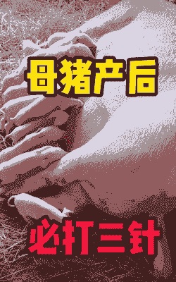 母猪产后不食打什么针