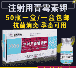 母猪产后打几次青霉素