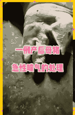 母猪生产后有点喘怎么办