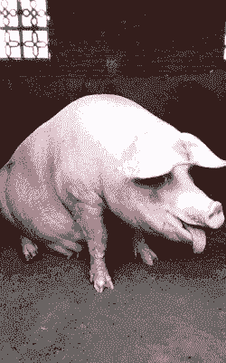 母猪产后站不起来了