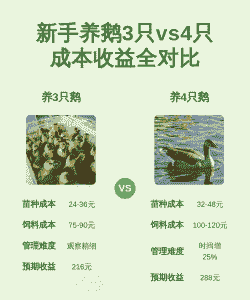 养鹅喂什么节约成本